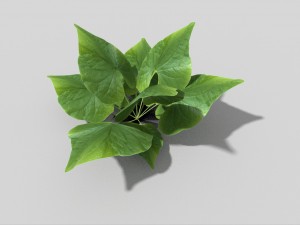 low poly plant Model 3D