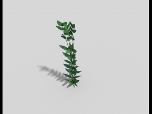 low poly plant 3Dモデル