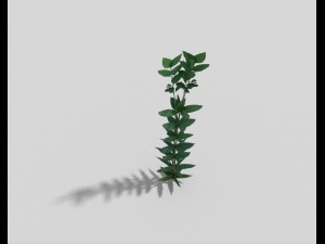 low poly plant 3D मॉडल