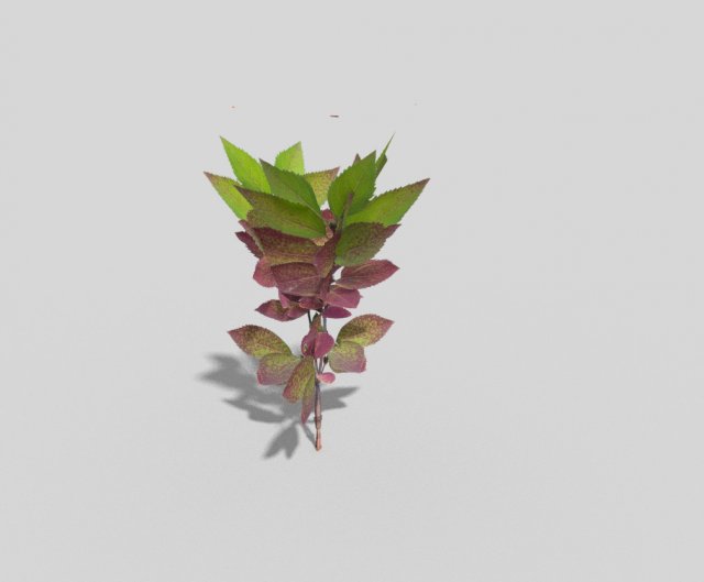 low poly plant Modello 3D .c4d .max .obj .3ds .fbx .stl .blend 