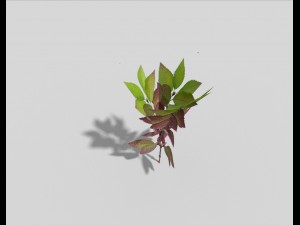 low poly plant Modello 3D