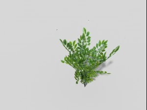low poly bush 3D Model