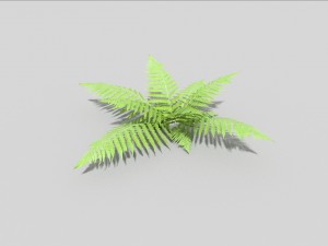 low poly fern 3D मॉडल