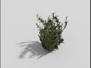 low poly plant 3D Model
