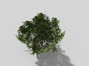 low poly shrub 3D Model