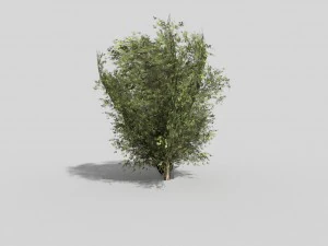 低ポリ低木 3Dモデル
