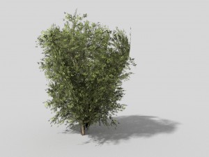 low poly shrub 3D Model