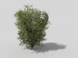 low poly shrub 3D Model