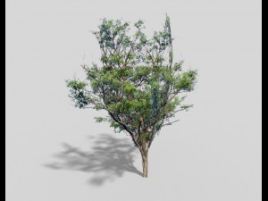 low poly tree 3D 모델
