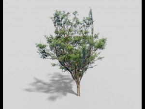 &aacute;rvore de baixo poli Modelo 3D