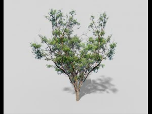 low poly tree 3D Model