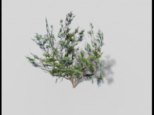 low poly tree Modelo 3D