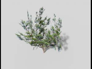 low poly tree 3D Model