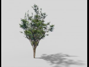 low poly tree 3D Model