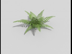 low poly fern 3D 모델