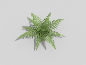 low poly fern 3D Model