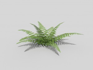 low poly fern 3D Model