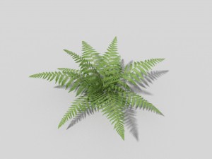 low poly fern 3D Model