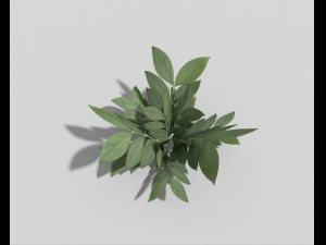 low poly plant Modello 3D