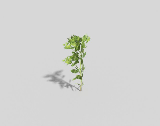 low poly plant Model 3D .c4d .max .obj .3ds .fbx .stl .blend 