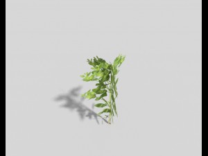 low poly plant Model 3D