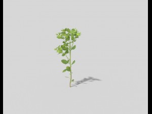 low poly plant Model 3D
