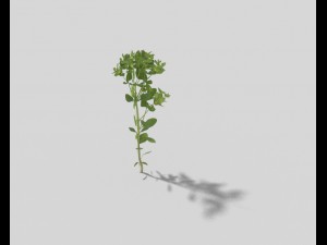 low poly plant Model 3D