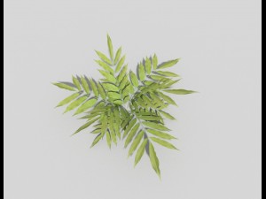 low poly plant Modèle 3D