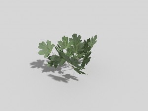 low poly plant 3D मॉडल