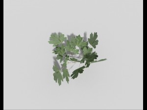 low poly plant 3Dモデル