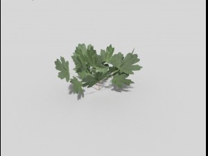 low poly plant 3Dモデル