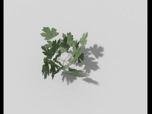 low poly plant 3D Model