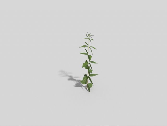 low poly plant 3D Model .c4d .max .obj .3ds .fbx .stl .blend 