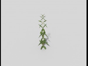 low poly plant 3D Model