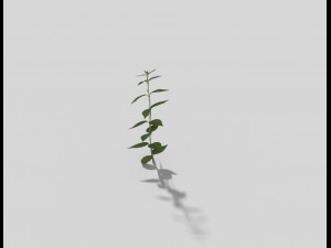 low poly plant 3D Model
