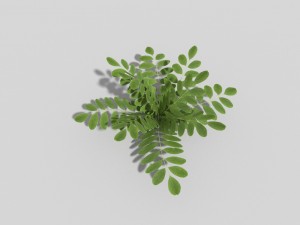 low poly plant 3D 模型