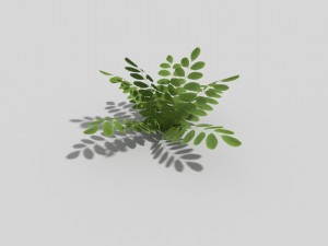 low poly plant 3D 模型