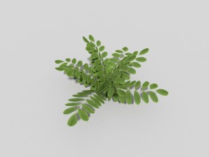 low poly plant 3D 模型