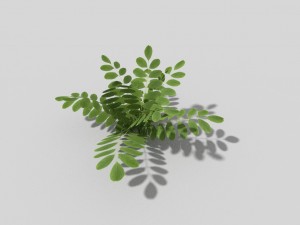 low poly plant 3D 模型