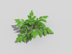 low poly plant Model 3D