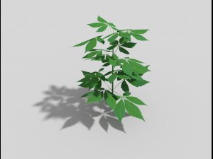 low poly plant 3Dモデル