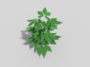 low poly plant 3D Model
