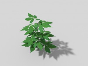 low poly plant 3Dモデル