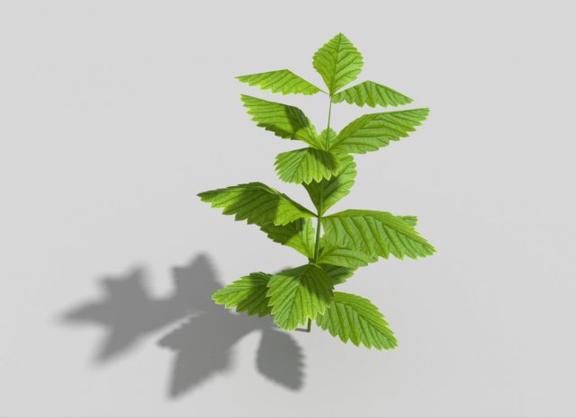 low poly plant 3Dモデル .c4d .max .obj .3ds .fbx .stl .blend 