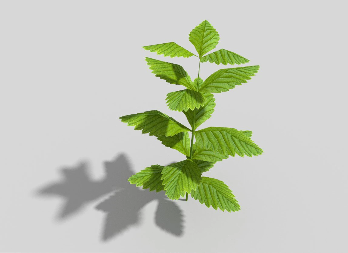 planta de baixo poli Modelo 3D .c4d .max .obj .3ds .fbx .stl .blend 