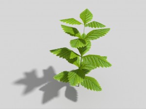 low poly plant 3D 모델
