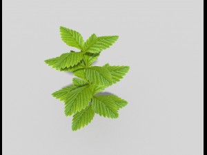 low poly plant 3Dモデル
