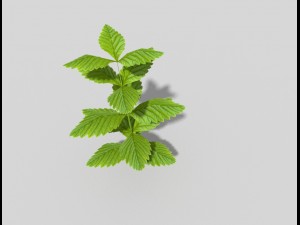 low poly plant 3Dモデル