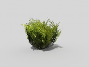 low poly shrub 3D Model