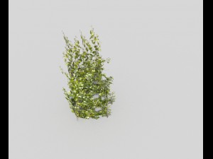 low poly plant 3D 모델